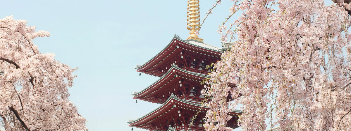 The Inspiration Behind the Light Pink Color by Yasu Michino